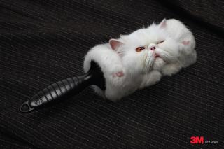 3M Lint Roller: Cat